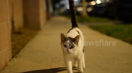 A kitty pose to me in the guenser park of the city of Torrance in California.
