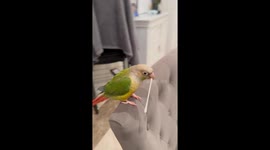 A Parrot Does His Chores