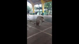 Dog Decides It's Nap Time During Basketball Game