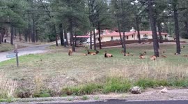 Herd of Elk Takes Over Neighborhood Yard