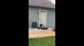 My Dog Invites the Neighbor's Doodle Over