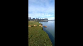 Capybaras Jumping Into The Water