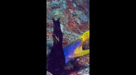 Moray Eels Hanging Out