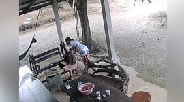 Huge king cobra snake attacks housewife, 50, while she cooks dinner