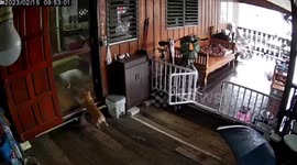 Naughty pet dogs chase each other around house until they break door
