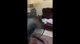 Two dogs cuddle in front of fan on hot day in the Philippines