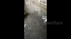 Typhoon aftermath sees fish swim through hotel corridors in China