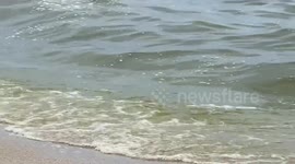 Algae bloom turns sea green killing thousands of fish on Thai beach