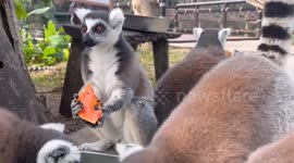 Ring-tailed lemurs feast on fruits and vegetables at Thai zoo
