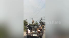 Pet dogs sit on back of old pickup truck while travelling