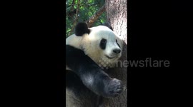 想什么“鬼主意”呢?这大熊猫一看就有800个心眼子