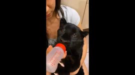 Russian panther baby Luna playfully bonds with caretaker during feeding