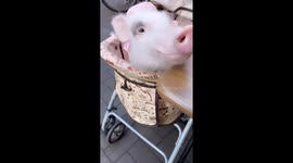 Feeding tomato treats to the trendiest pig in Japan