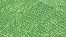 Aerial views of pollination of hybrid rice in S China