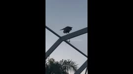 Bird Creates Poop Rain
