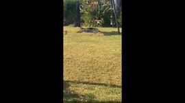 German Shepherd Gently Spins Swing