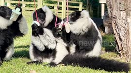 Lemurs and a sea eagle enjoy icy treats during warm September spell in Stirling, UK
