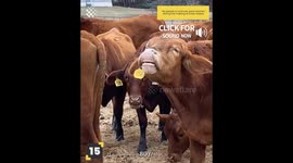 Funniest Cows