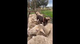 Watch This Brown Lab Master the Art of Sheepwalking