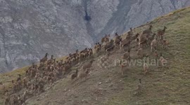 Over 100 white-lipped deer spotted in NW China nature reserve