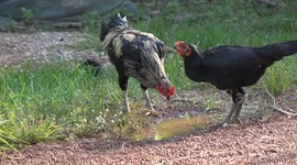 Free range chickens on a small poultry farm drinking water from a puddle.