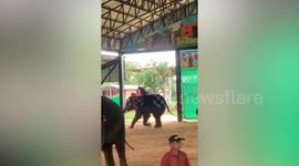 Abused elephants seen being trained to dance to entertain tourists