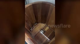 Woman finds fungi growing in her wooden bathtub in China