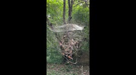 Spider builds stunning dome-shaped web in Cambodian jungle