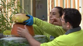 Spain's panda twins celebrate their second birthday at Madrid Zoo