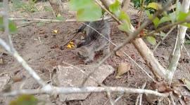 Just a country cat pooping in the garden and applying her natural pooping skills. This video illustrates how creatures survive in the natural world or how they can cope if on their own for a while.