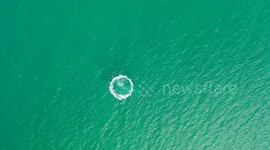 Aerial footage shows majestic grey whale swimming alongside playful calf