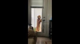 Golden Retriever Lets Itself Inside
