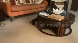 Two Tiny Pets Play Together