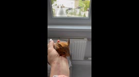 Baby Squirrel Startles Seagull Off Window Ledge
