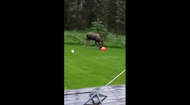 Moose Plays Ball In The Rain