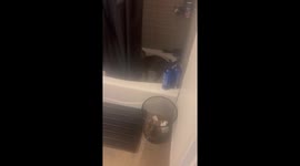 Tucker The Cat Insists On Taking Showers
