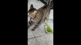 Family Pets Play Despite Differences