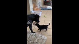 Best Friends playing tug-of-war