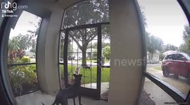 I received a ring, doorbell, notification, and my dog was on the front porch