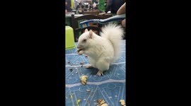 My Daily Encounters with Elva the Albino Squirrel