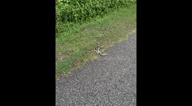 Snakes Constrict Each Other