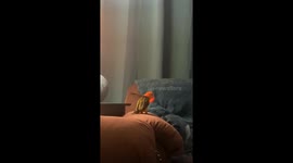 This Parrot Is Actually A Monkey