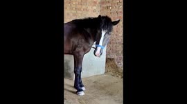 Horse Hoof Cleaning Like a Pro