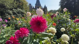 Holland Dahlia Event 2023 held in Netherlands