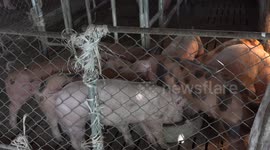Feeding time frenzy on a pig and poultry farm in North East Thailand.