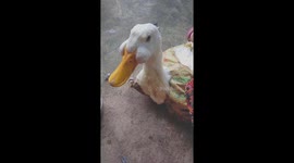 The strange duck has two swollen cheeks