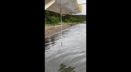 When A Family of Bears Passed By Our Float Plane