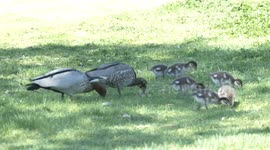 Father Wood Duck repels a Swamphen that threatens his brood of cute ducklings.