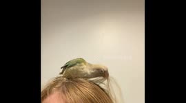 How Dare I Ruin His Hair Style