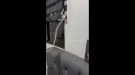 Pet kitten loves being curled up in window blinds like a burrito